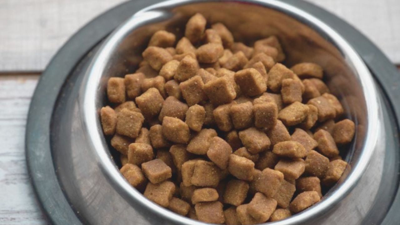 Learn How to Get a Free Dog Food Samples