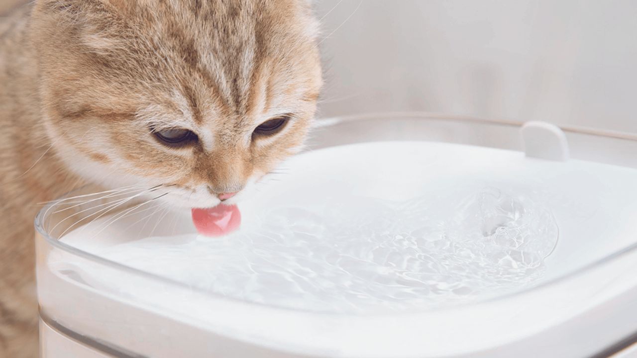 Smart Drinking Fountain for Pets - How to Choose the Best One and Buy