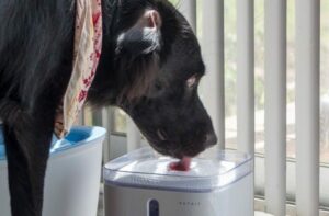 Smart Drinking Fountain for Pets – How to Choose the Best One and Buy