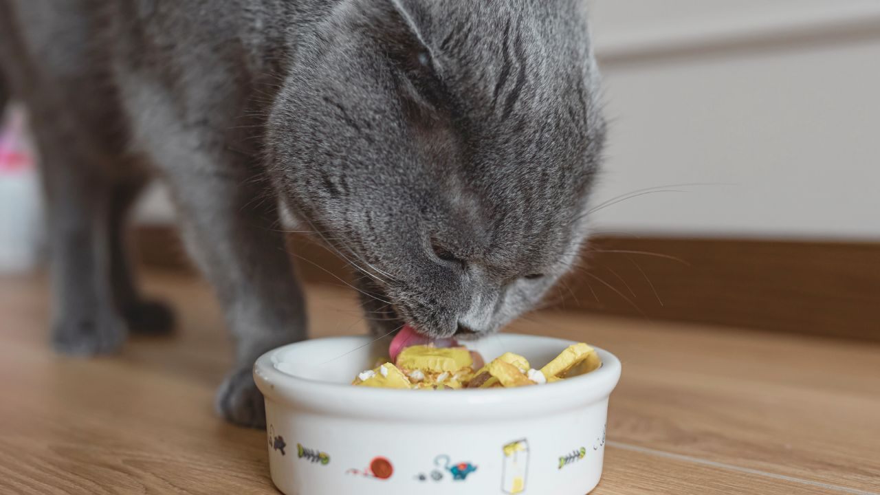 How to Easily Get a Free Sample of Food for Your Cat