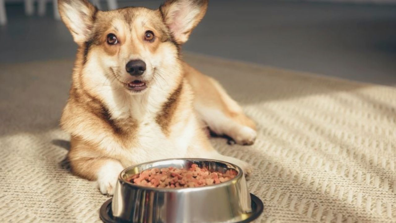 Learn How to Get a Free Dog Food Samples