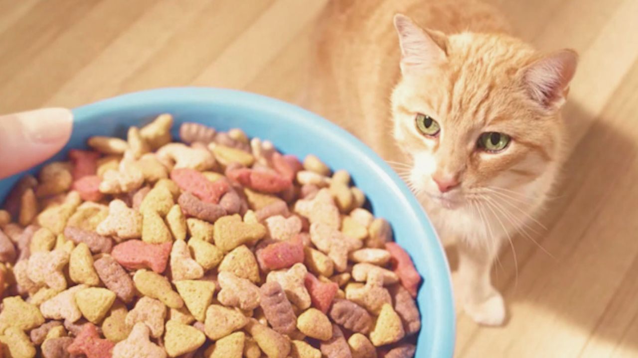 Free cat food samples by mail best sale