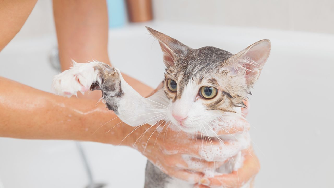 Learn How to Bathe a Cat: Complete Tutorial