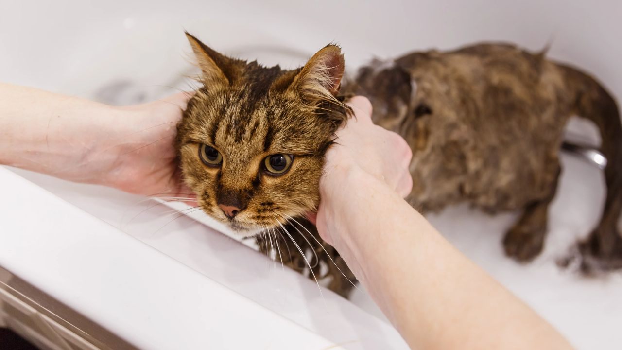 Learn How to Bathe a Cat: Complete Tutorial