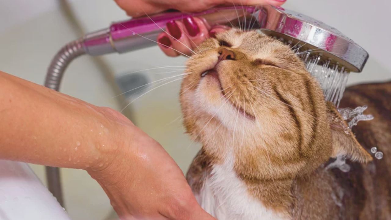 Learn How to Bathe a Cat: Complete Tutorial