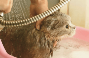 Learn How to Bathe a Cat: Complete Tutorial