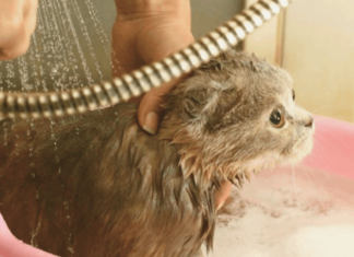 Learn How to Bathe a Cat: Complete Tutorial