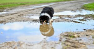 10 Toxic Foods You Should Never Give Your Dog!