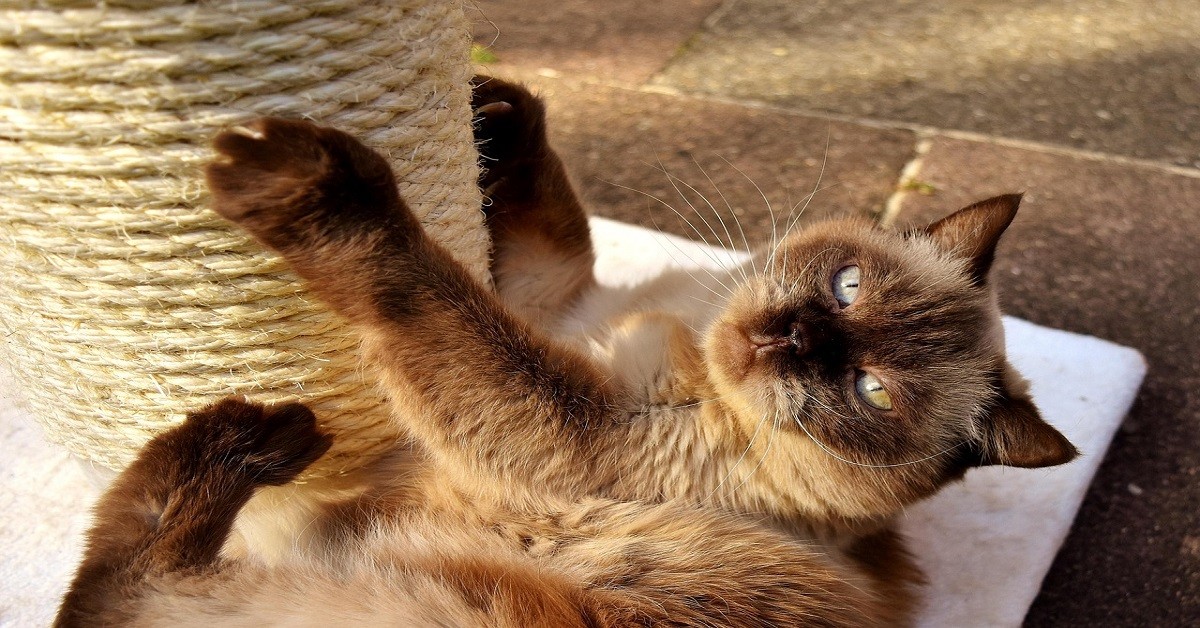 Does Your Cat Scratch the Furniture? This Simple Trick Solves the Problem in Minutes!