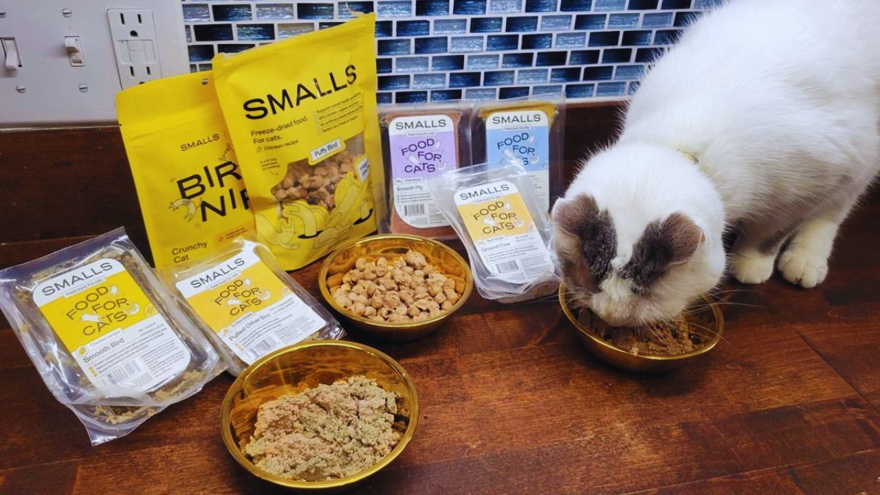 How to Claim Free Smalls Fresh Cat Food Samples: An Honest Guide for Pet Lovers