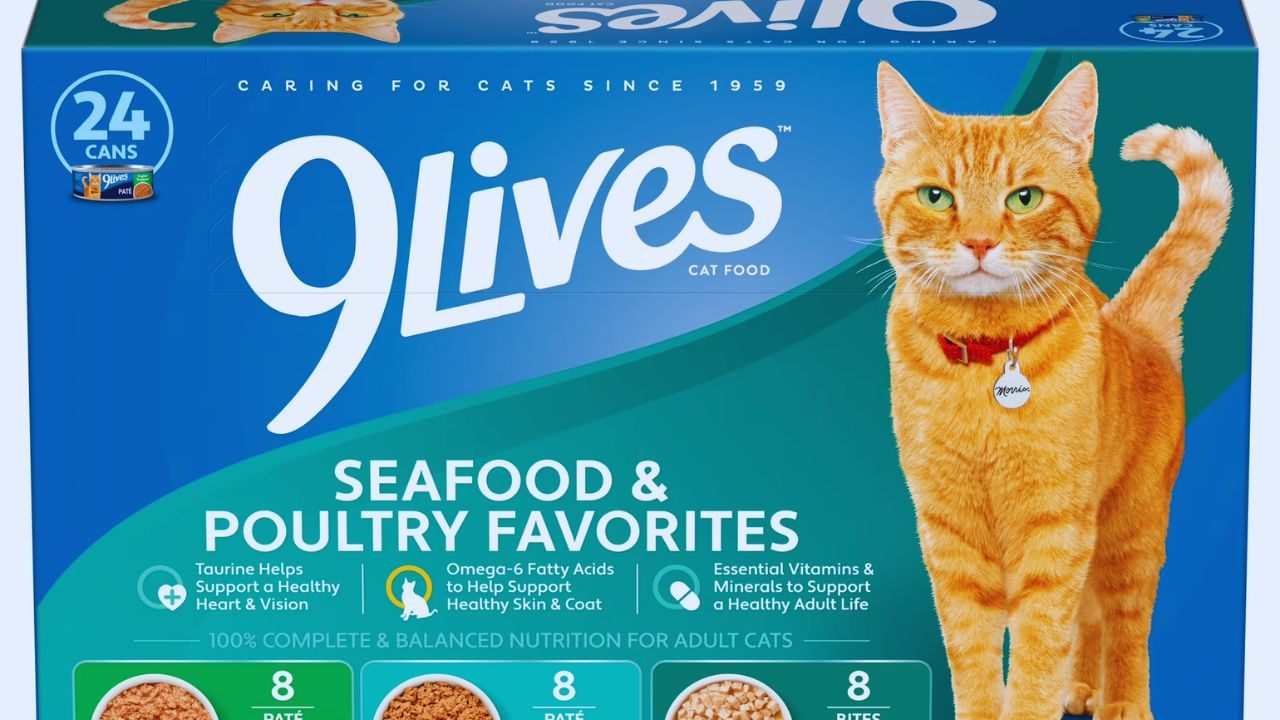 How to Request Free 9Lives Cat Food Samples Online – Simple Guide for Cat Owners
