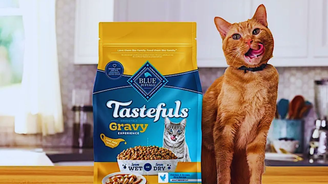 Unlock Free Blue Buffalo Cat Food Samples: A Practical Guide for Cat Owners