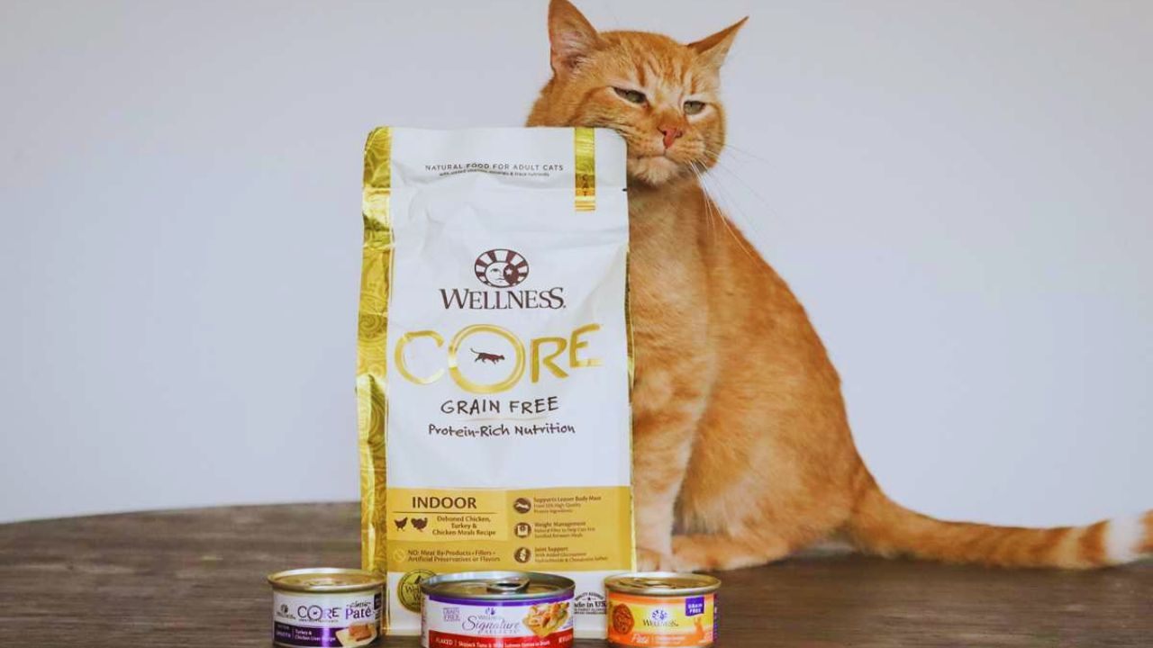 Unlock Free Wellness Natural Cat Food Samples – Simple Guide for Pet Owners