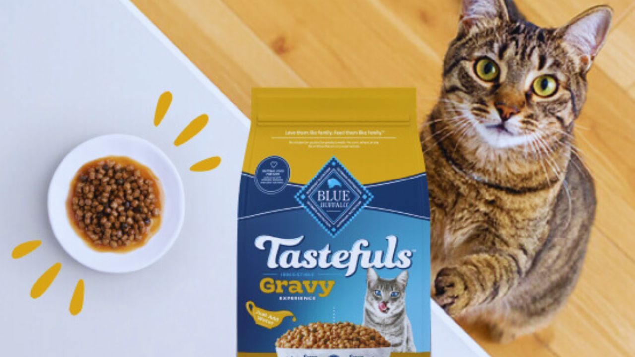 Unlock Free Blue Buffalo Cat Food Samples: A Practical Guide for Cat Owners