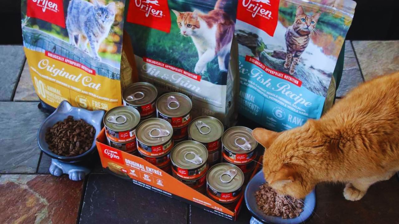 How to Request Free Orijen Cat Food Samples: A Practical Guide for Pet Owners