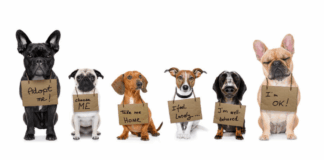 Find Adoptable Pets and Learn How Adoption Works