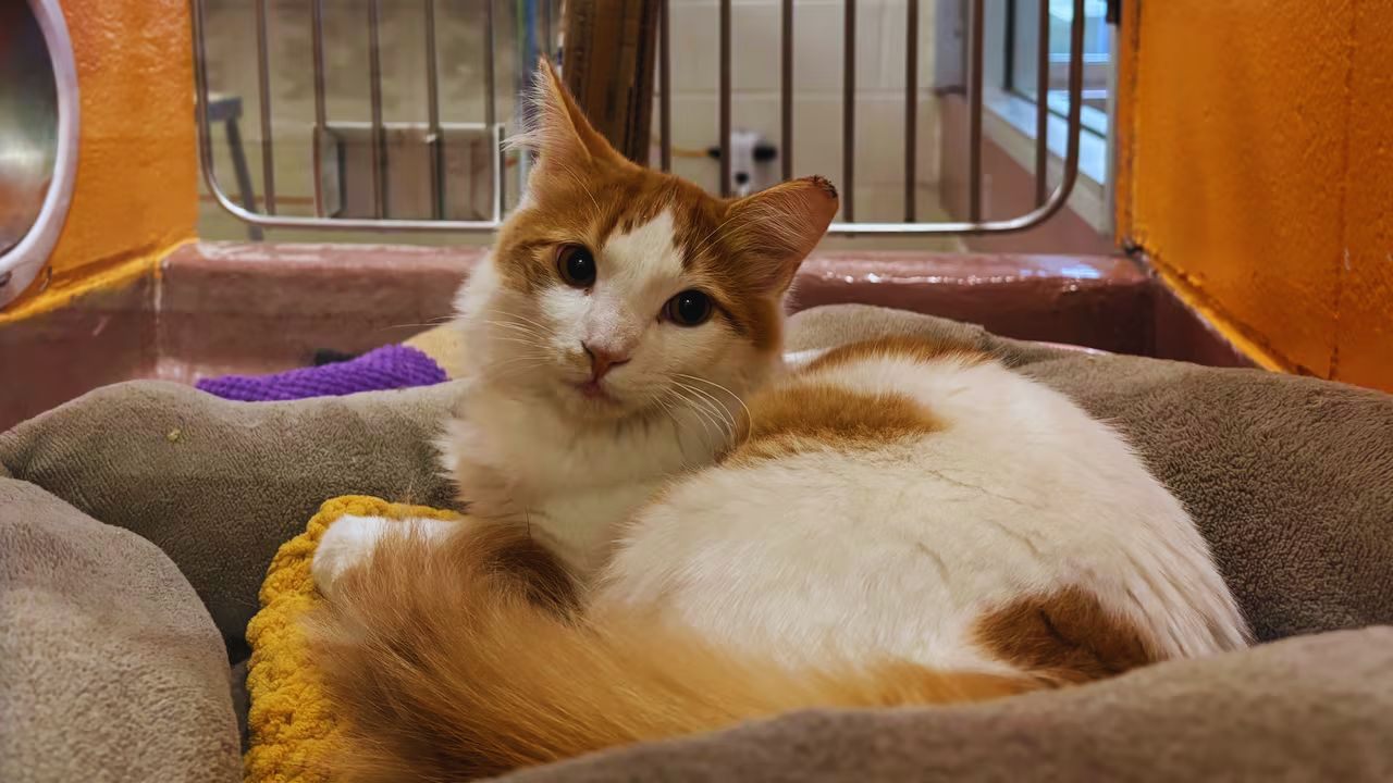How to Find Cats for Adoption Near You: Friendly Guide for Local Pet Seekers