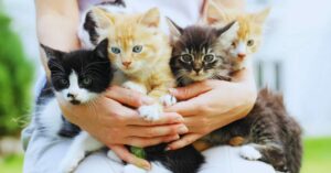 Discover Adoptable Cats Near You – A Guide to Finding Your Perfect Feline Friend