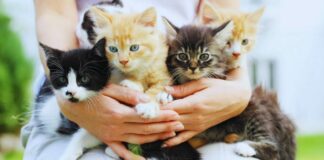 Discover Adoptable Cats Near You – A Guide to Finding Your Perfect Feline Friend