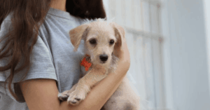Find Your Perfect Companion: Smart Ways to Discover Local Dogs Up for Adoption Near You