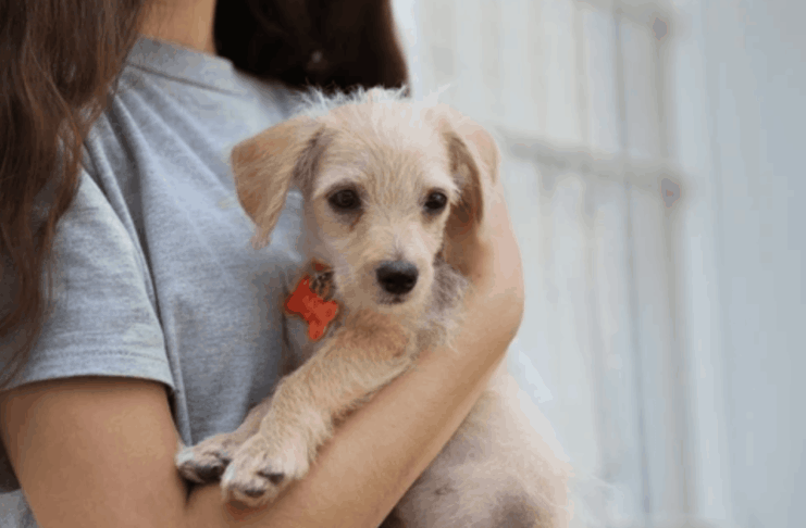 Find Your Perfect Companion: Smart Ways to Discover Local Dogs Up for Adoption Near You