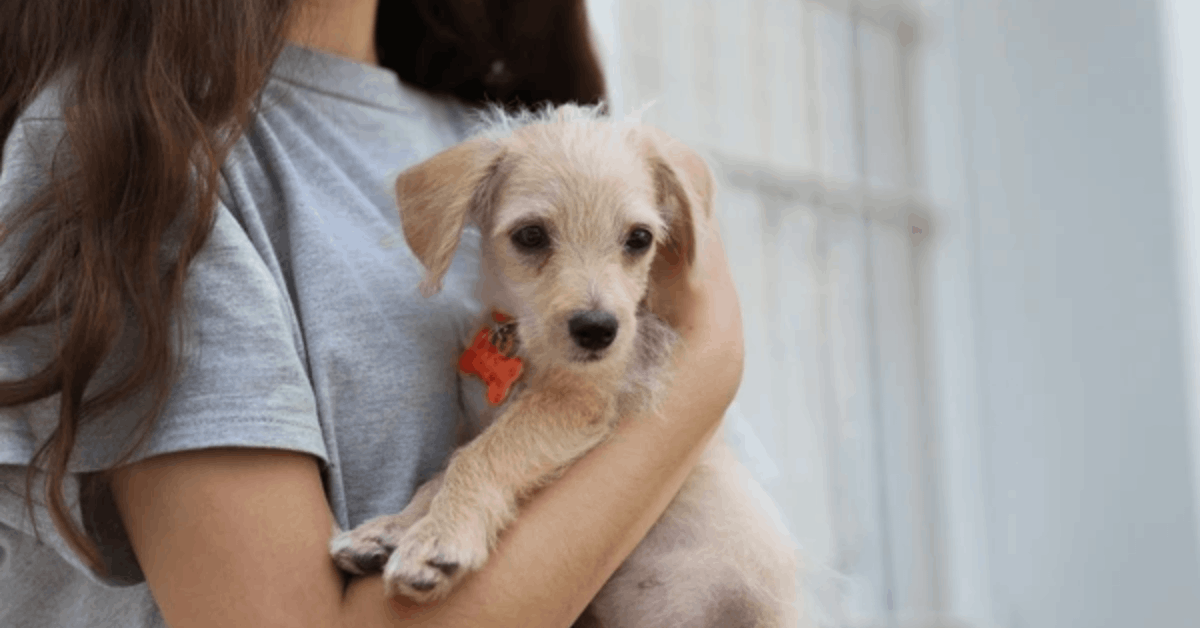 Find Your Perfect Companion: Smart Ways to Discover Local Dogs Up for Adoption Near You