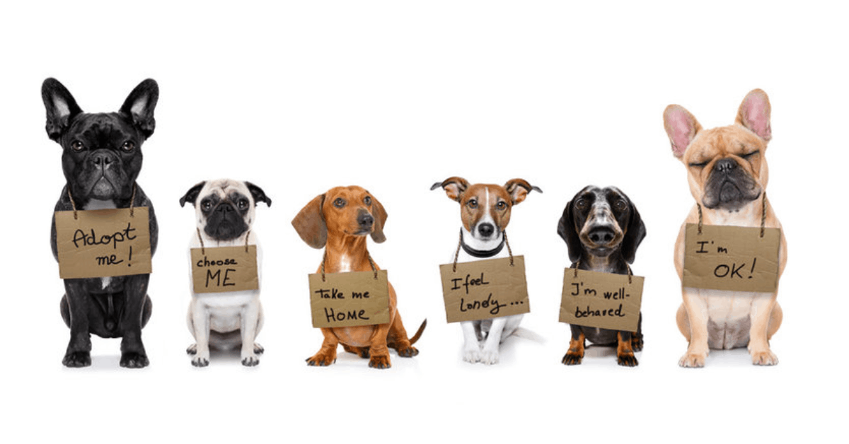 Find Adoptable Pets and Learn How Adoption Works