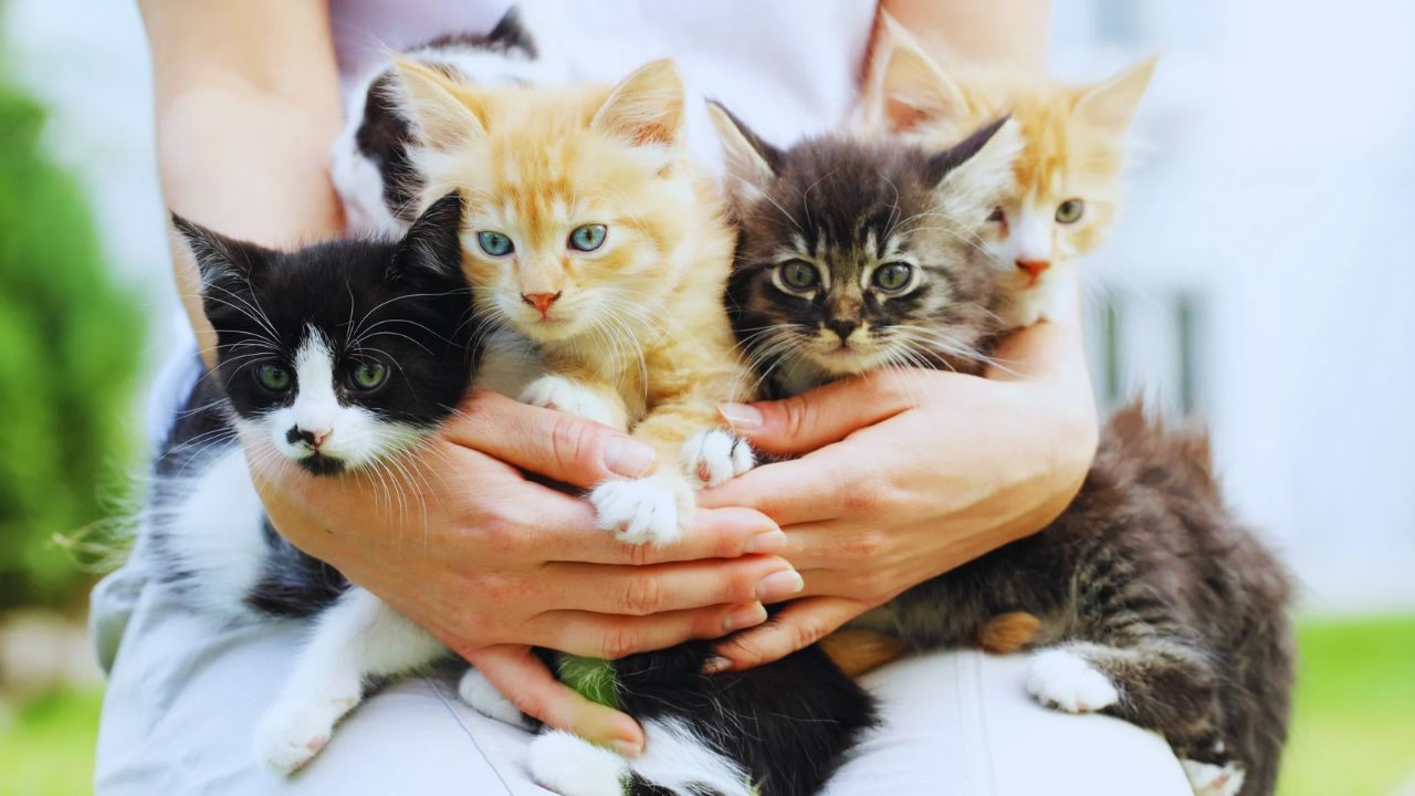 Discover Adoptable Cats Near You – A Guide to Finding Your Perfect Feline Friend