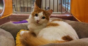 How to Find Cats for Adoption Near You: Friendly Guide for Local Pet Seekers