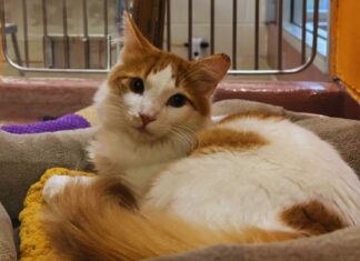 How to Find Cats for Adoption Near You: Friendly Guide for Local Pet Seekers