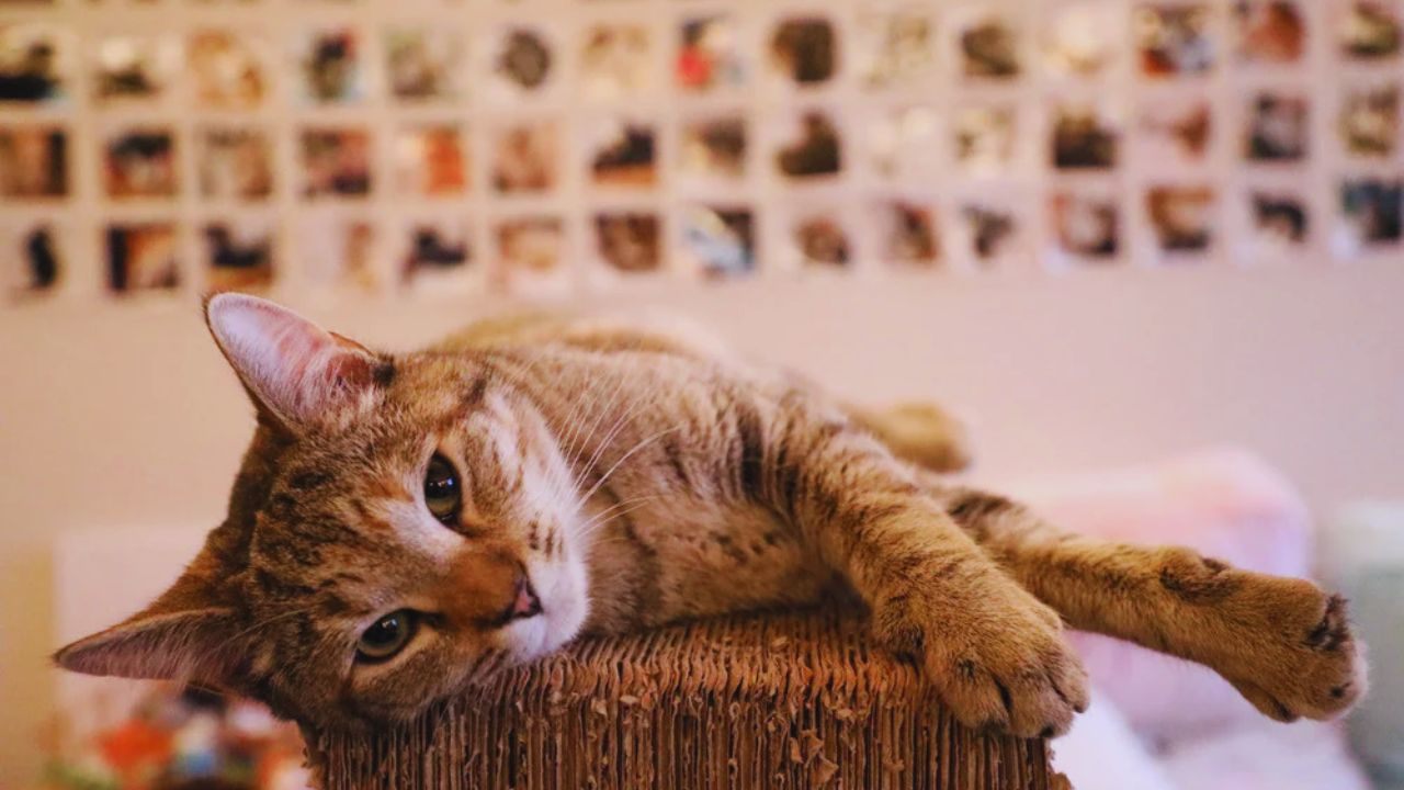 Discover Adoptable Cats Near You – A Guide to Finding Your Perfect Feline Friend