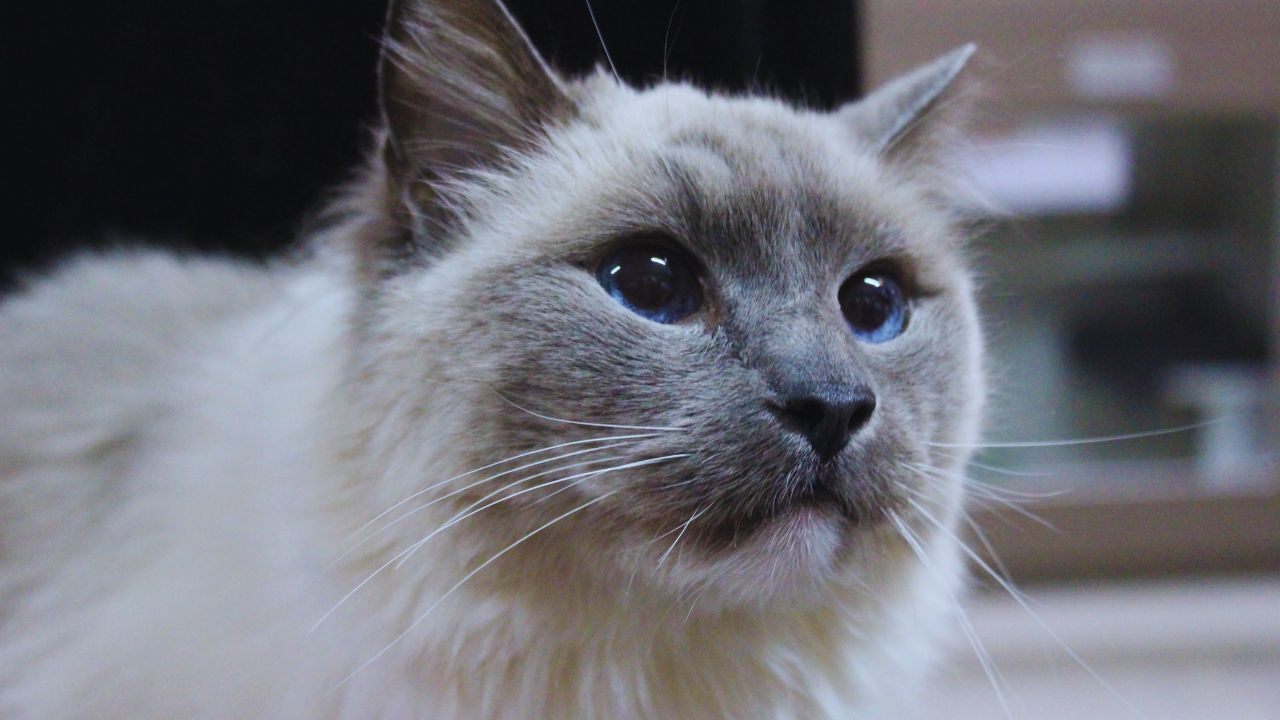 How to Find Cats for Adoption Near You: Friendly Guide for Local Pet Seekers